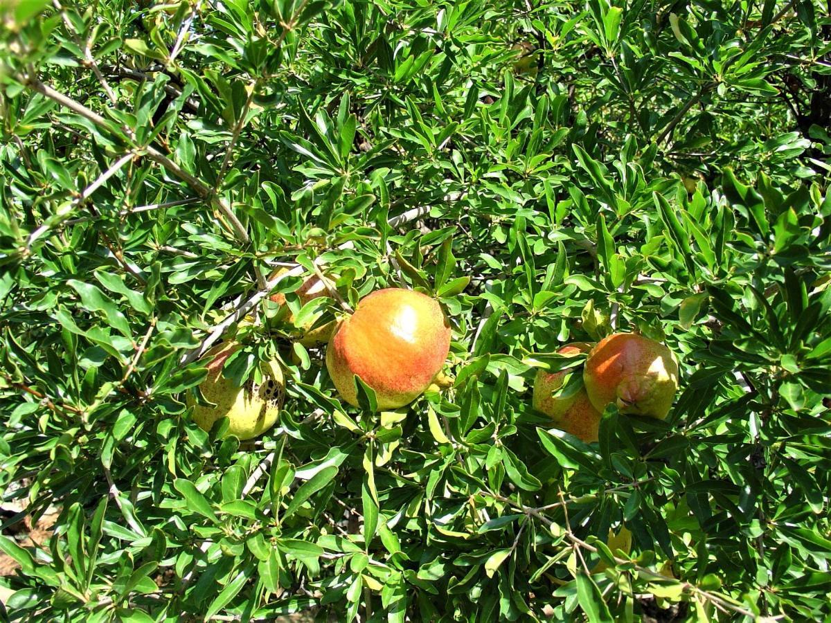 Ampelos Estate 阿克拉塔 外观 照片